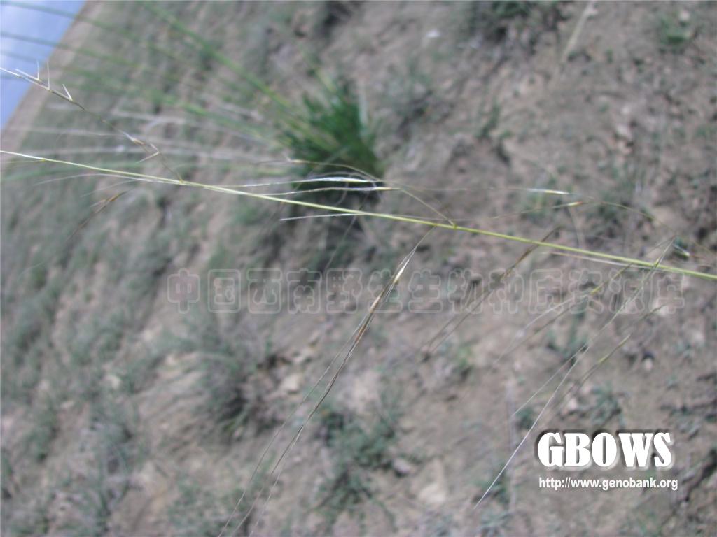 短花针茅 Stipa breviflora Griseb.