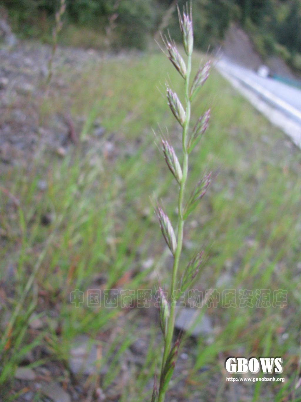 毒麦 Lolium temulentum L.
