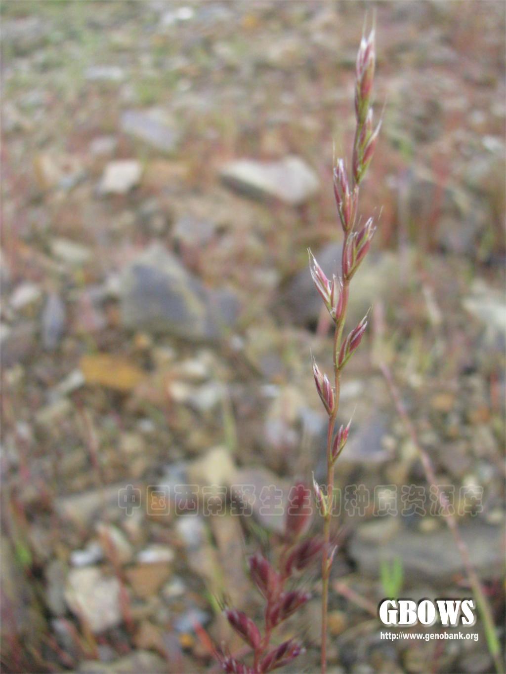 毒麦 Lolium temulentum L.