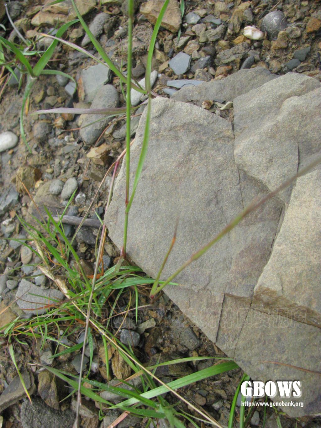 毒麦 Lolium temulentum L.