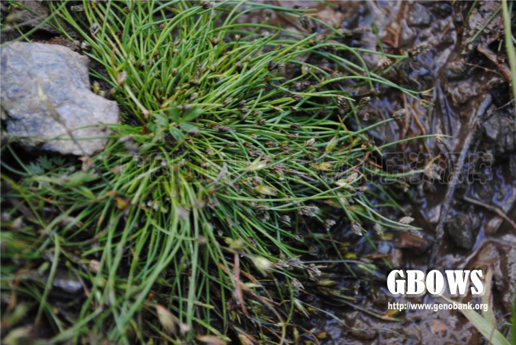 细稈藨草 Scirpus setaceus L.