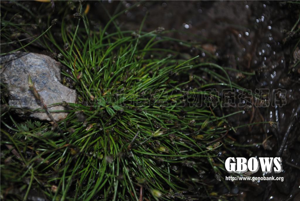 细稈藨草 Scirpus setaceus L.