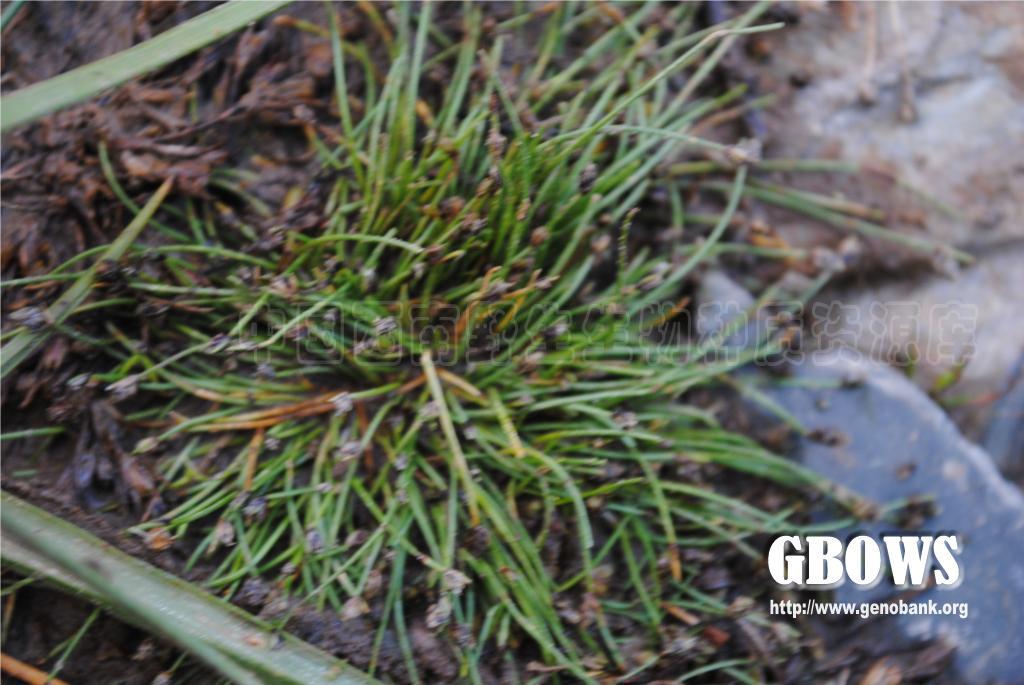 细稈藨草 Scirpus setaceus L.
