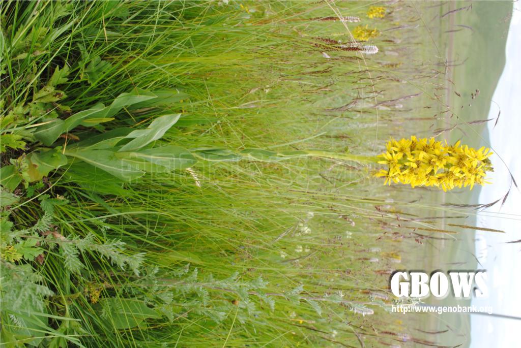 黄帚橐吾 Ligularia virgaurea (Maxim.) Mattf. ex Rehd. et Kobuski