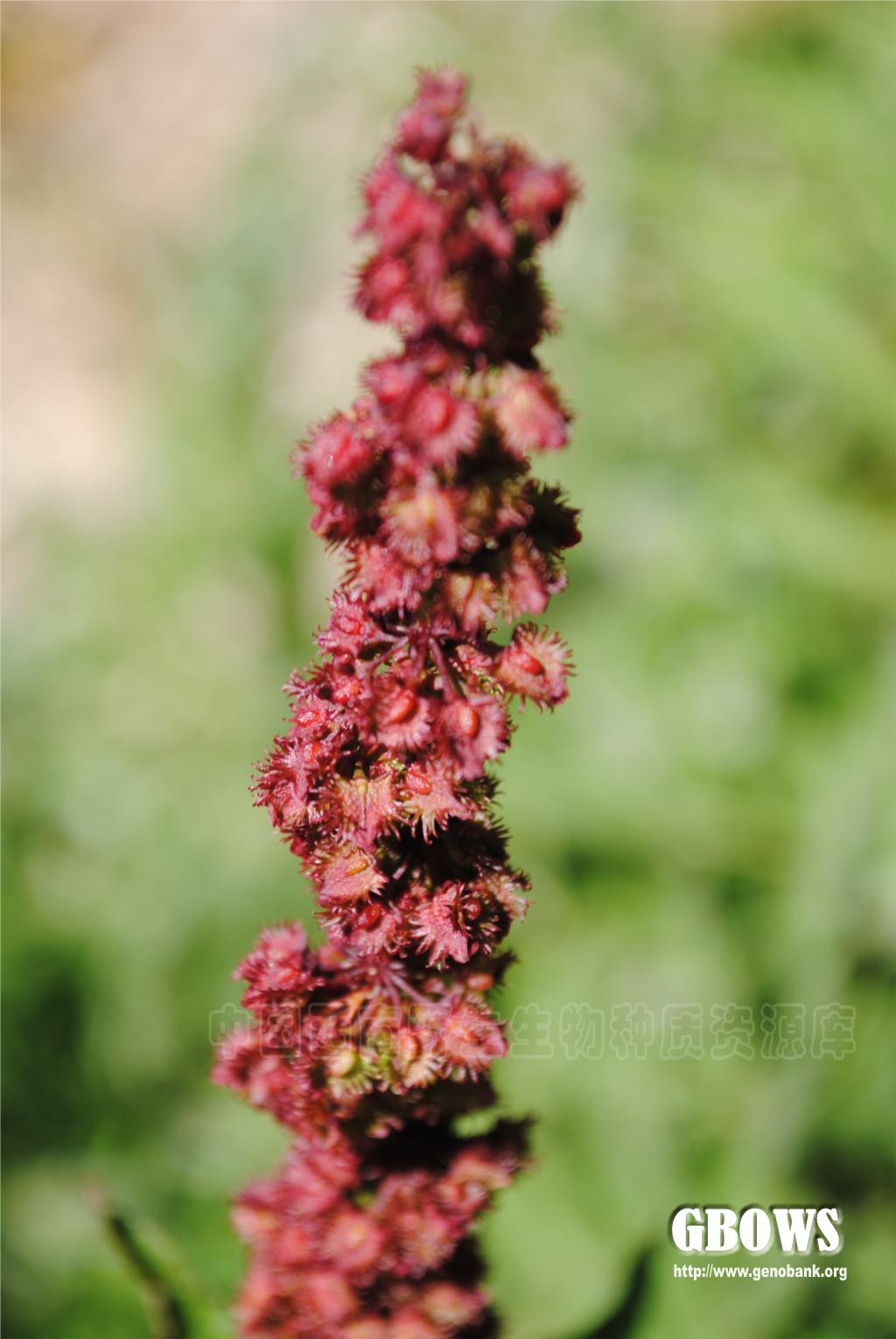 尼泊尔酸模 Rumex nepalensis Spreng.