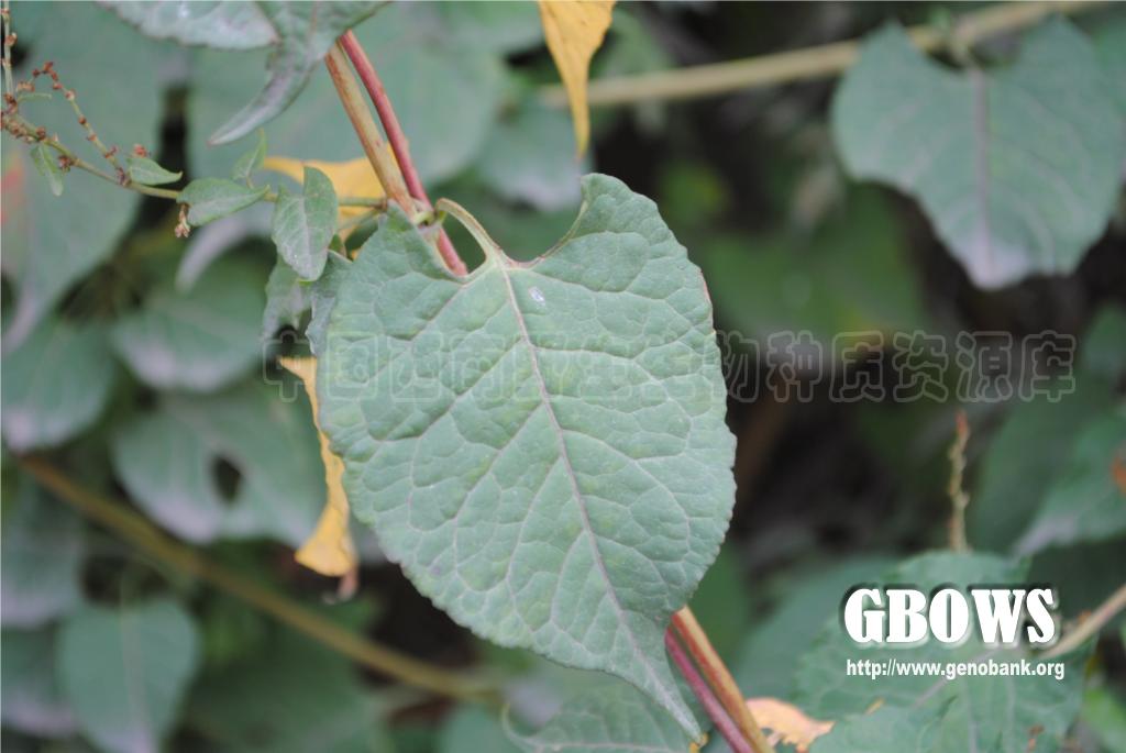 何首乌 Fallopia multiflora (Thunb.) Haraldson