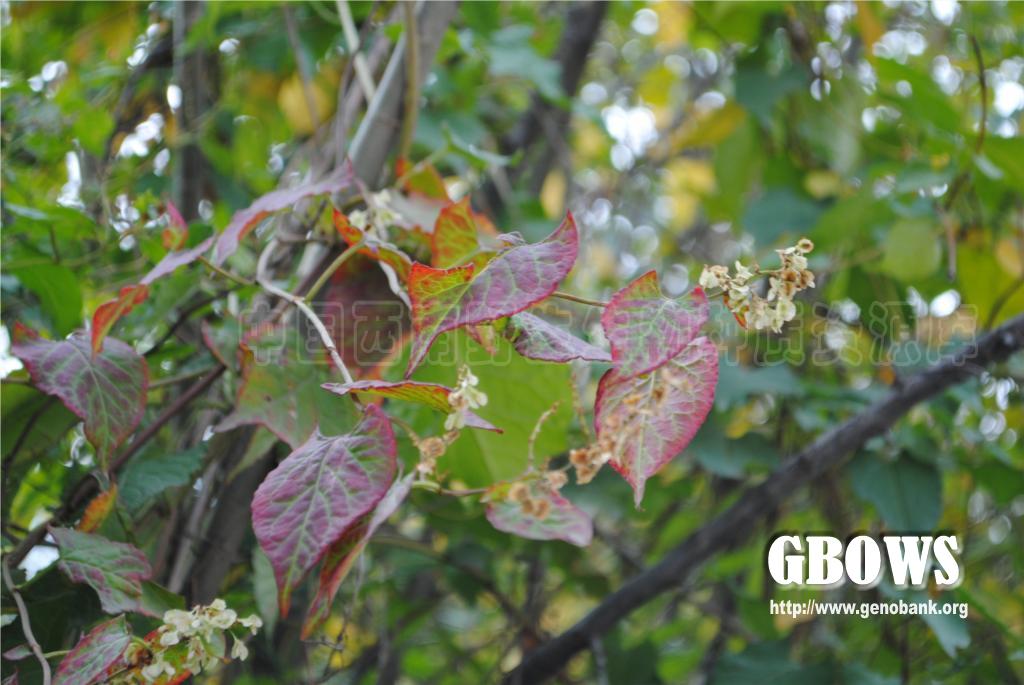 何首乌 Fallopia multiflora (Thunb.) Haraldson