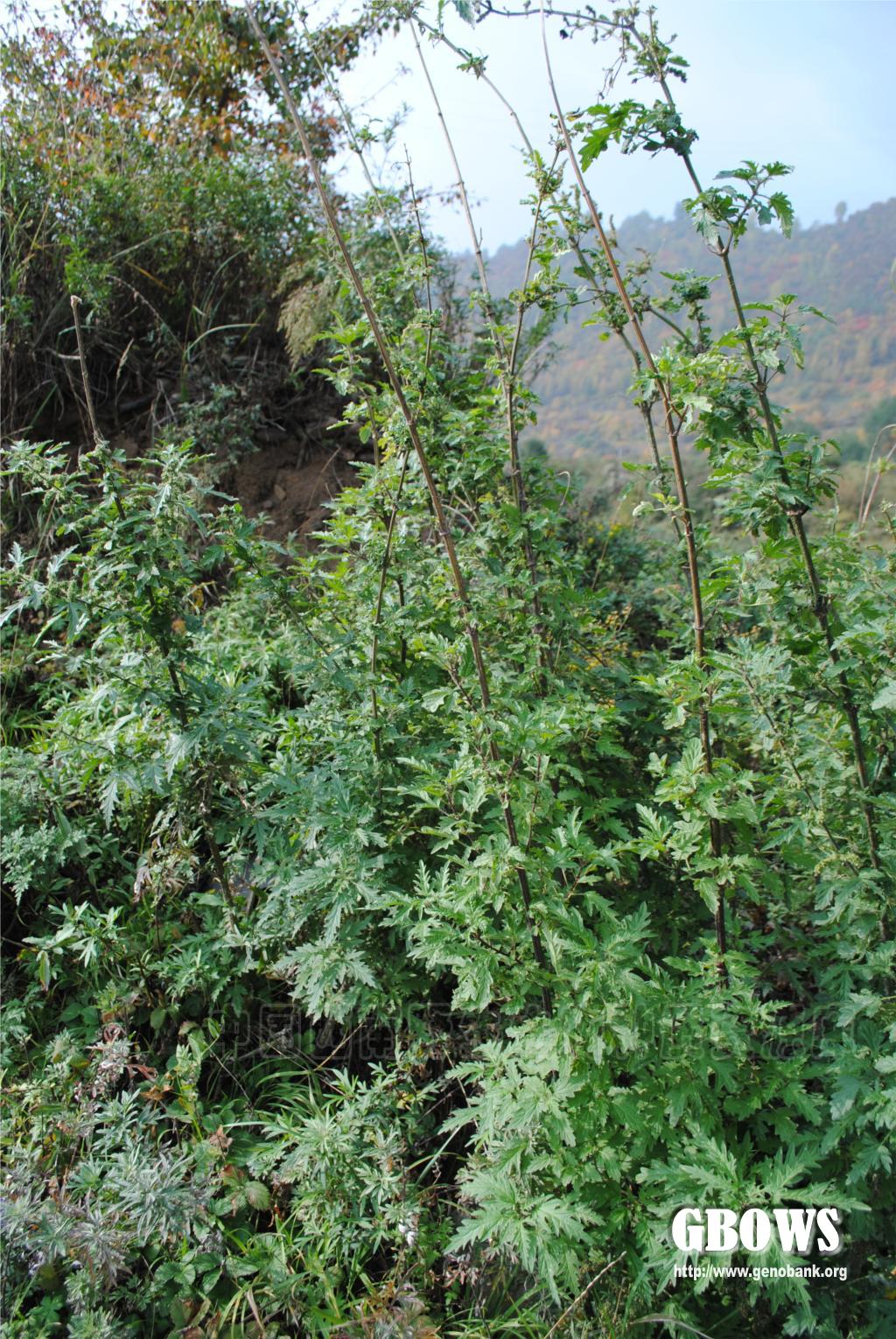 三角叶荨麻 Urtica triangularis Hand.-Mazz.
