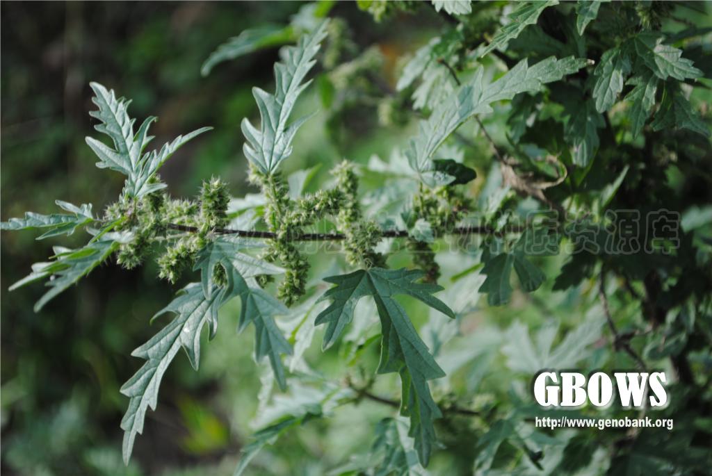 三角叶荨麻 Urtica triangularis Hand.-Mazz.