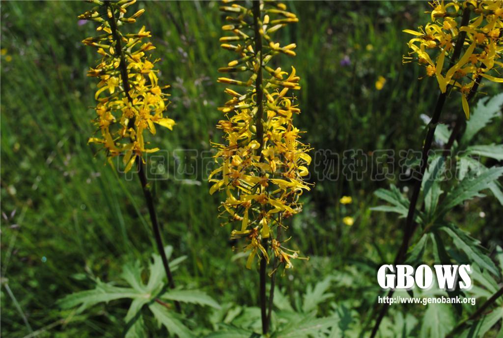 掌叶橐吾 Ligularia przewalskii (Maxim.) Diels