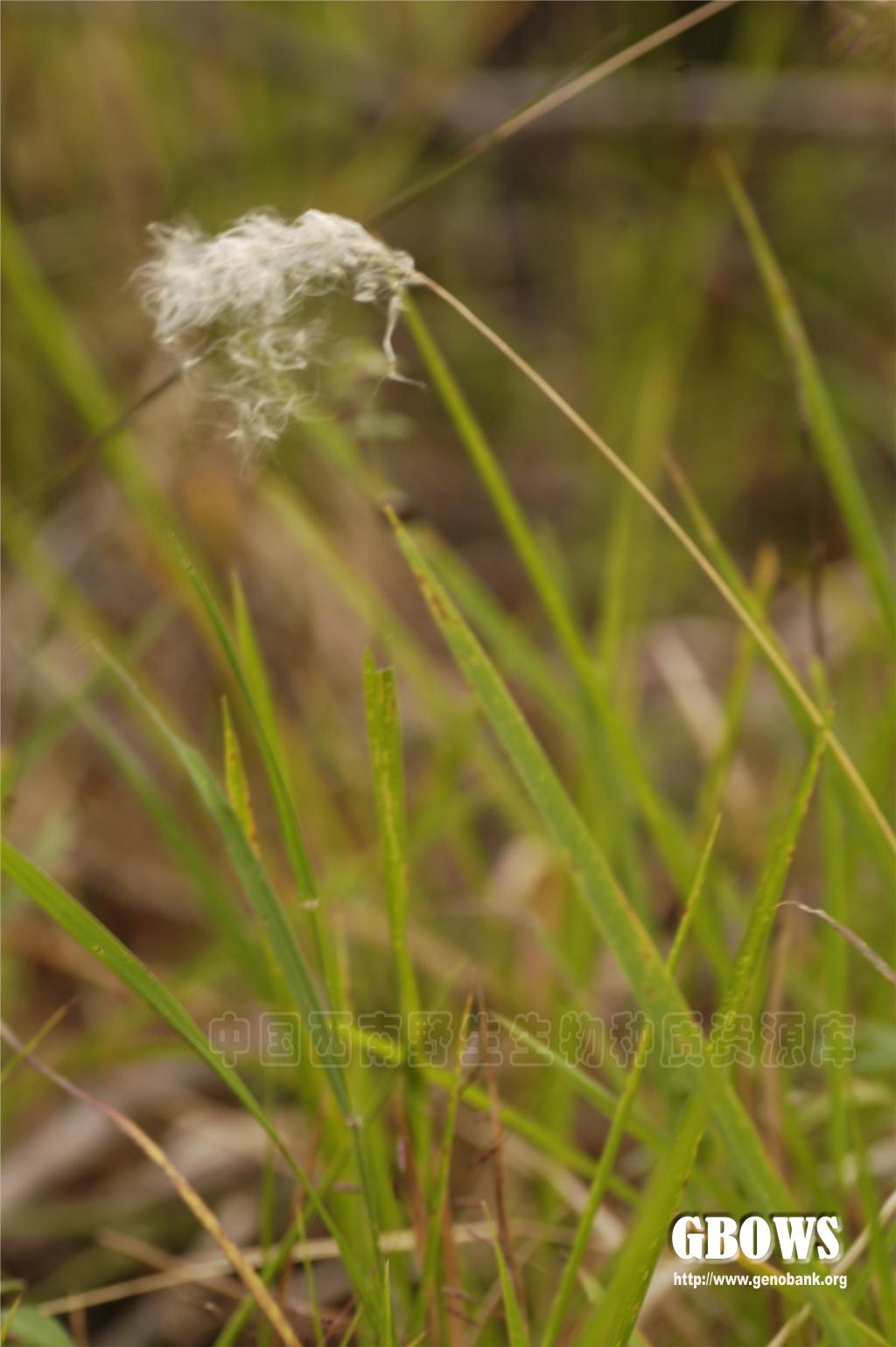 白茅 Imperata cylindrica (L.) P. Beauv.