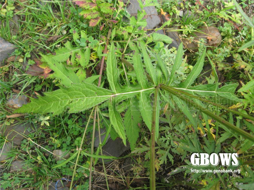 川续断 Dipsacus asperoides C. Y. Cheng et T. M. Ai