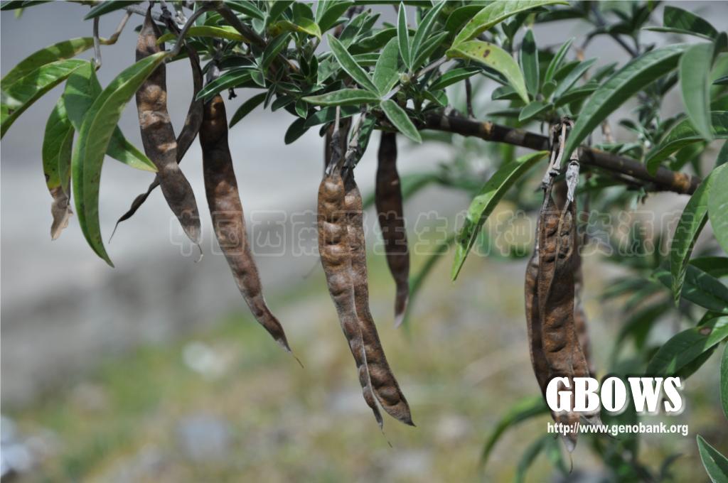 尼泊尔黄花木 Piptanthus nepalensis (Hook.) D. Don