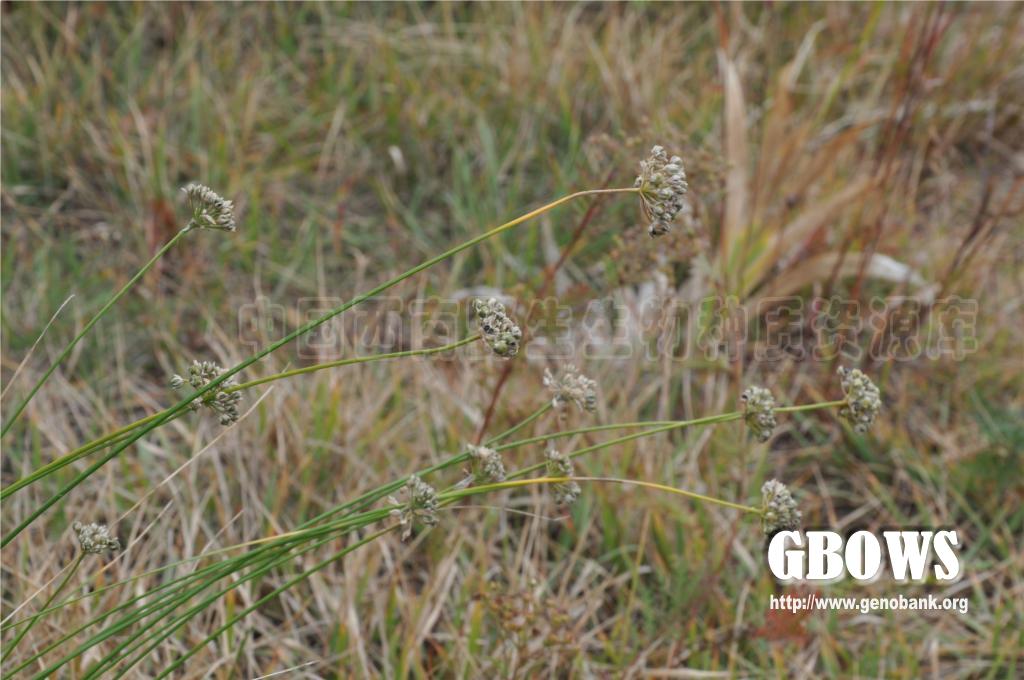 细叶韭 Allium tenuissimum L.