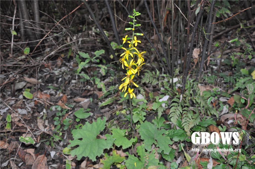 狭苞橐吾 Ligularia intermedia Nakai