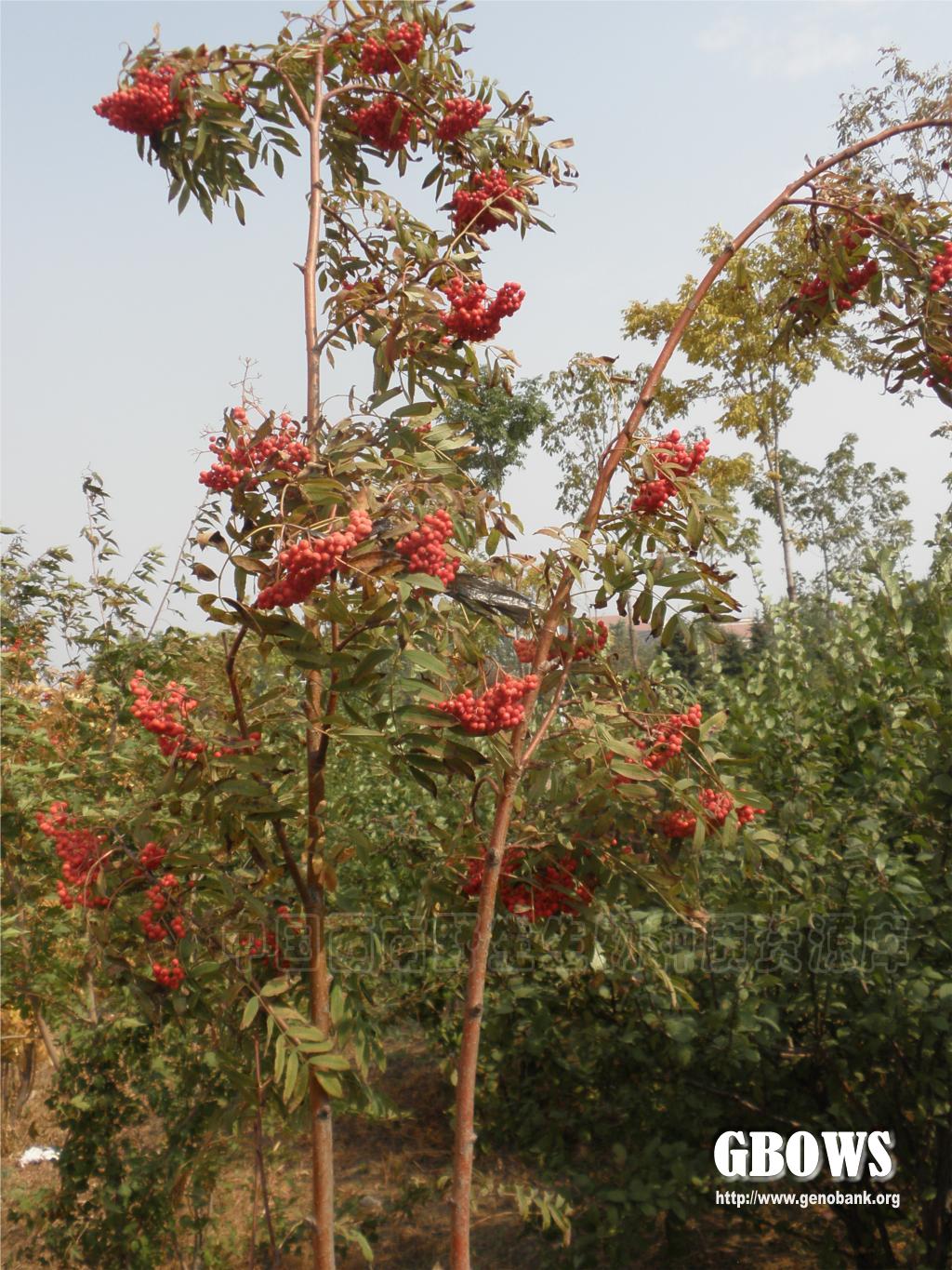 花楸树 Sorbus pohuashanensis (Hance) Hedl.