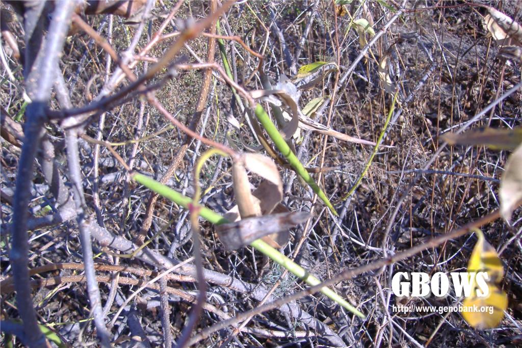 杠柳 Periploca sepium Bunge