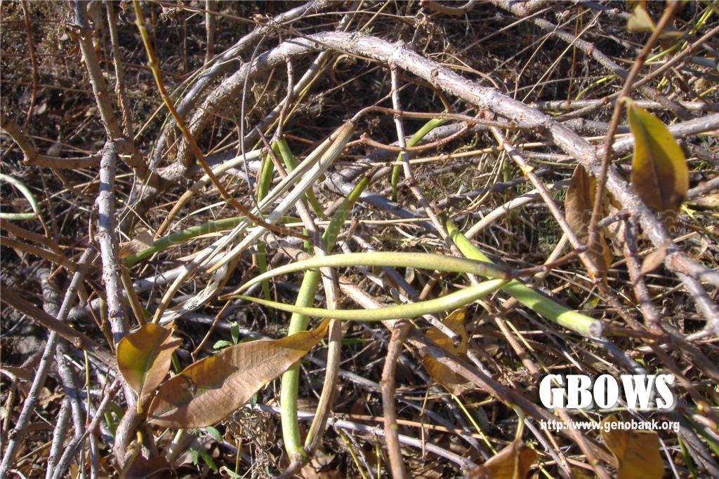 杠柳 Periploca sepium Bunge