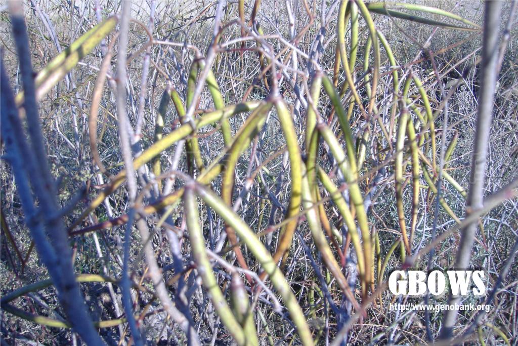 杠柳 Periploca sepium Bunge
