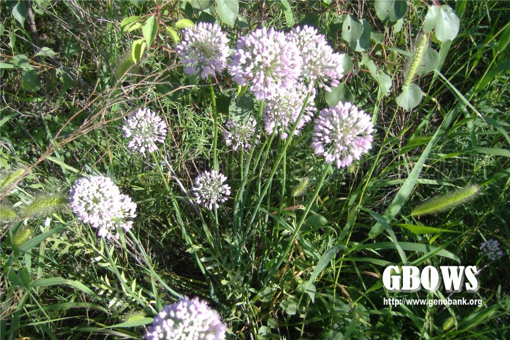 北葱 Allium schoenoprasum L.