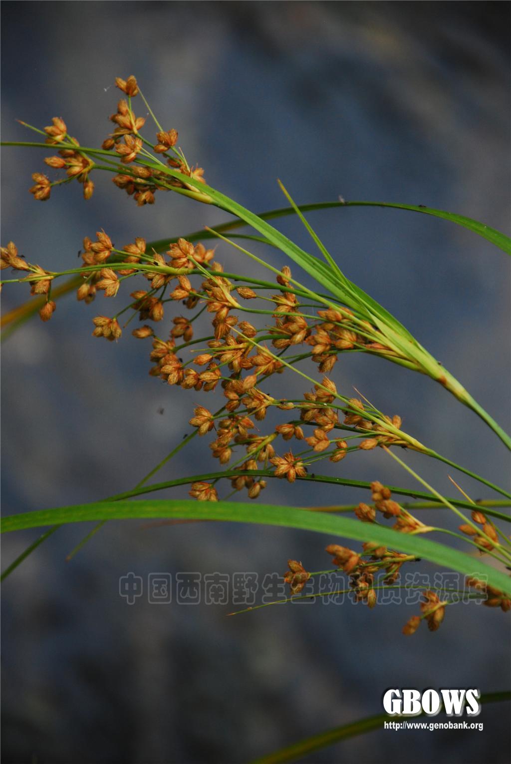 茸球藨草 Scirpus asiaticus Beetle