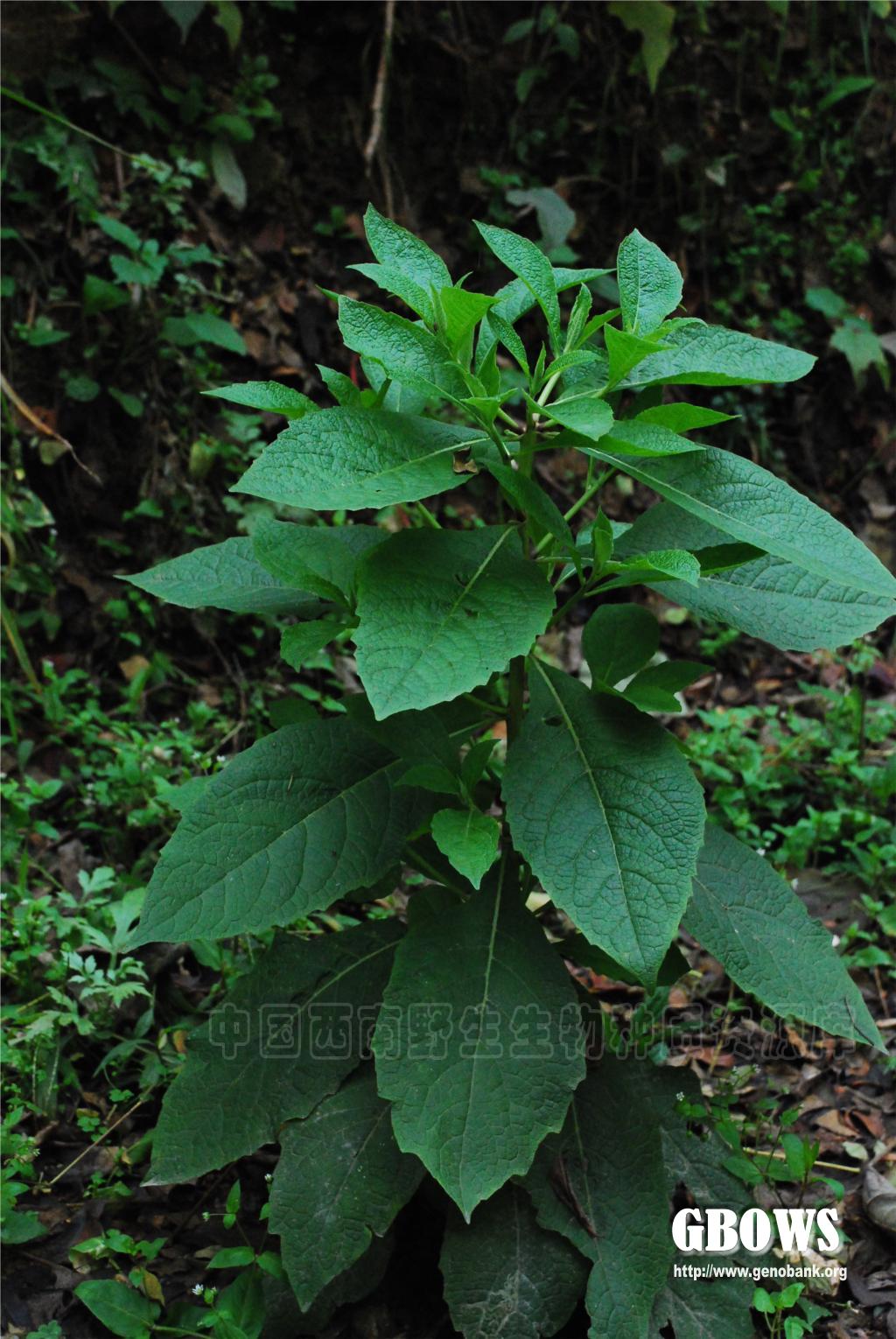 天名精 Carpesium abrotanoides L.