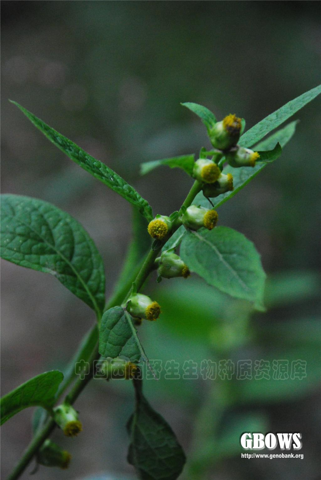 天名精 Carpesium abrotanoides L.