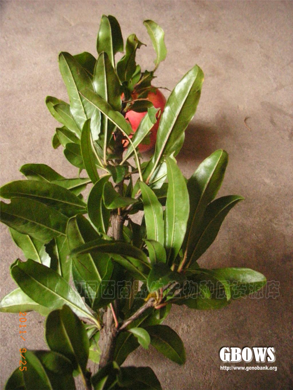 石榴 Punica granatum L.