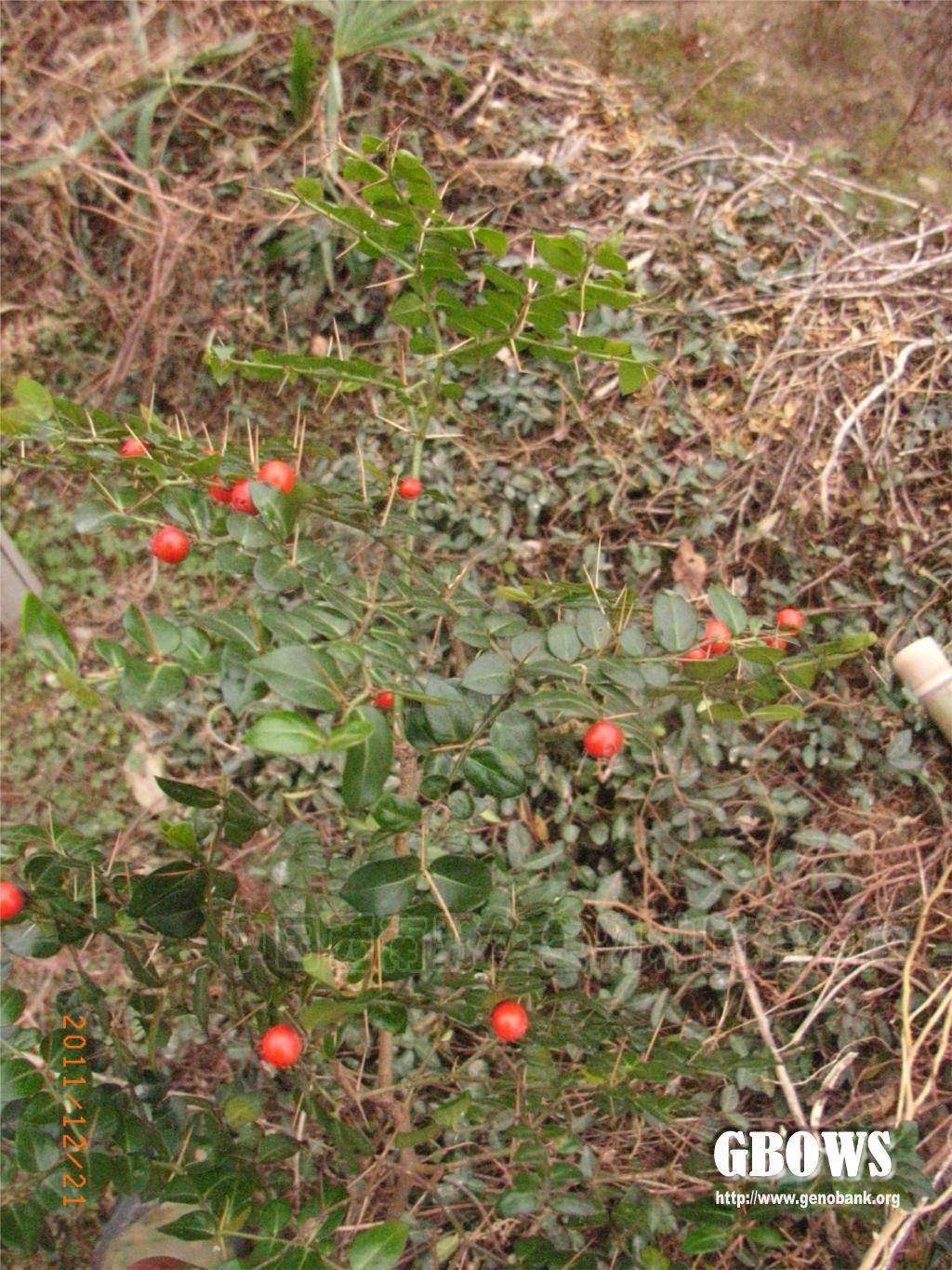 虎刺 Damnacanthus indicus C. F. Gaertn.