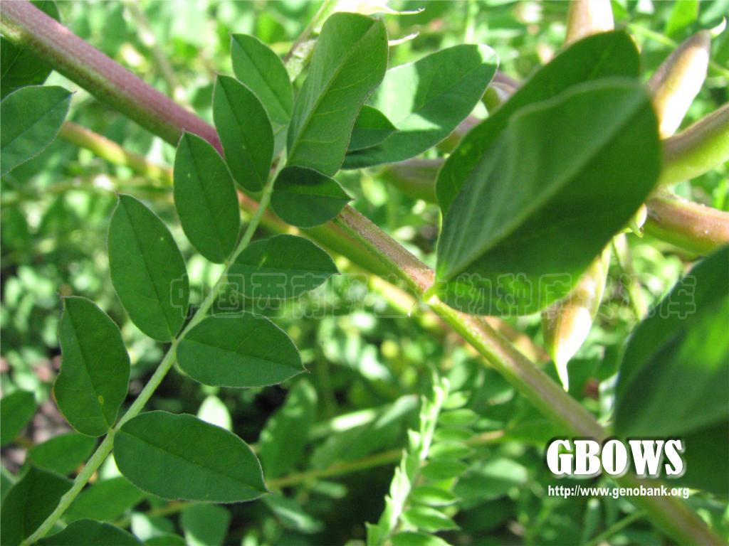 地八角astragalusbhotanensisbaker