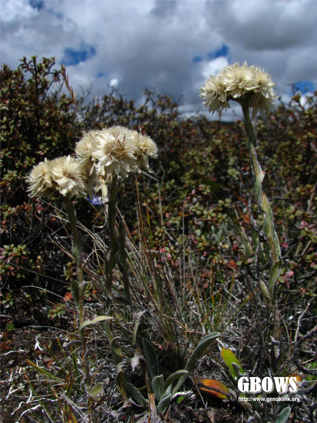 黄腺香青anaphalisaureopunctatalingelshetborza