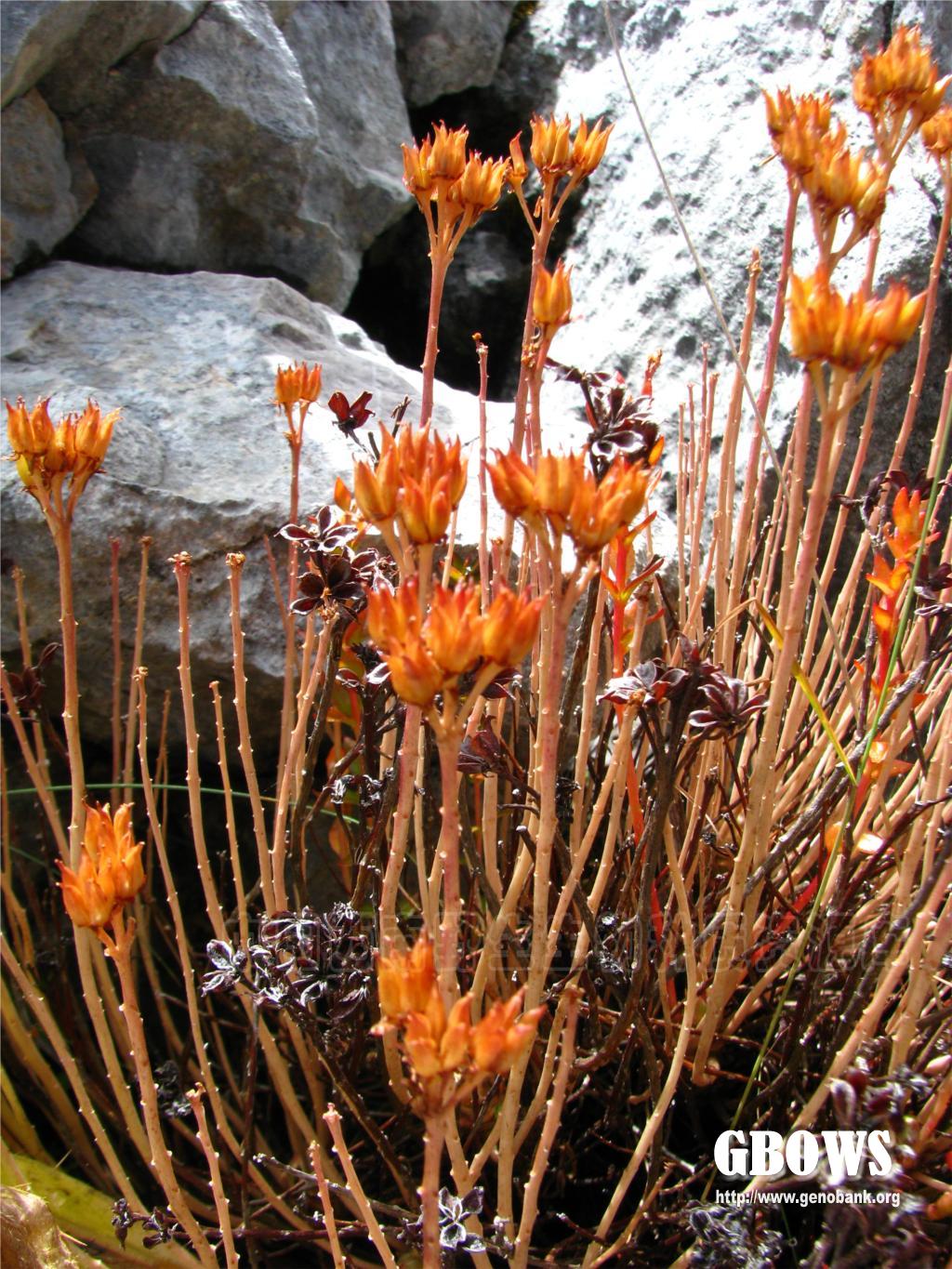 长鞭红景天rhodiolafastigiatahookfetthomsonshfu