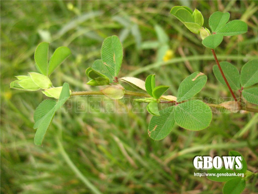 长萼鸡眼草kummerowiastipulaceamaximmakino