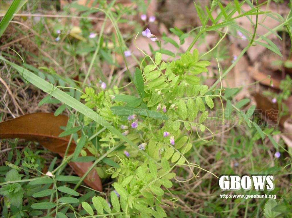 四籽野豌豆viciatetraspermalschreb