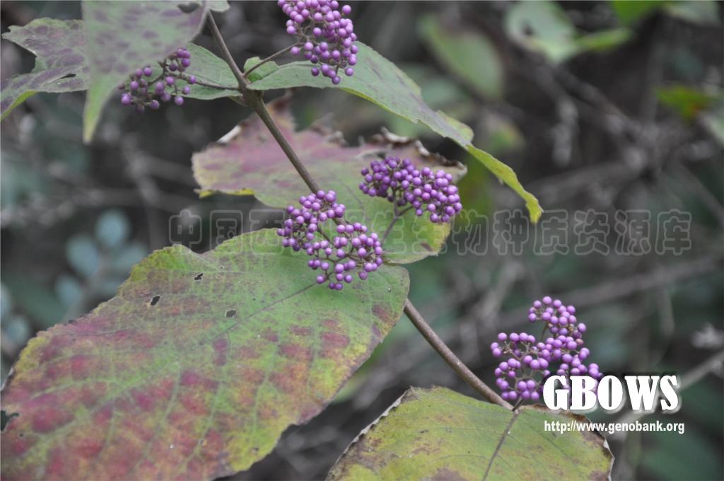 callicarpa longipes dunn