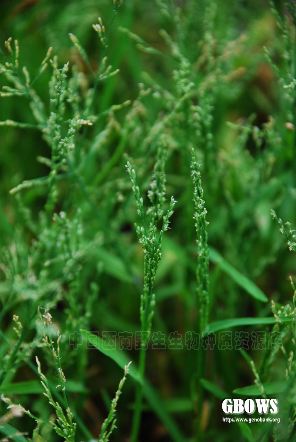 沿沟草catabrosaaquaticalpbeauv