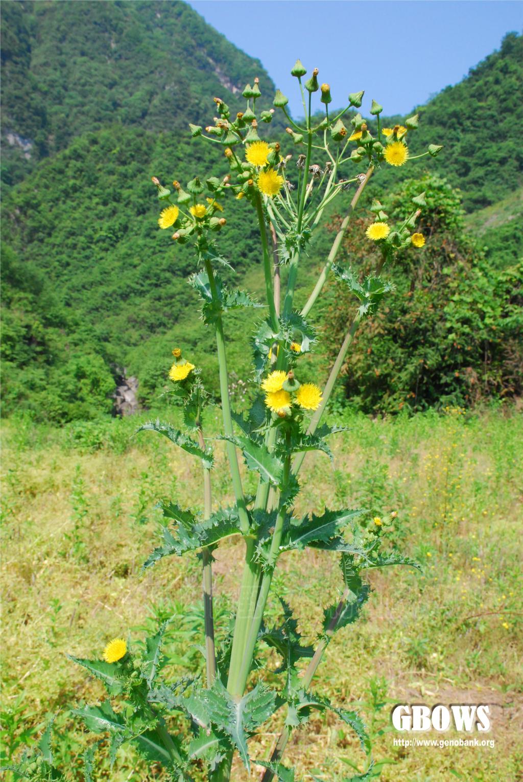 花叶滇苦菜 sonchus asper (l. ) hill
