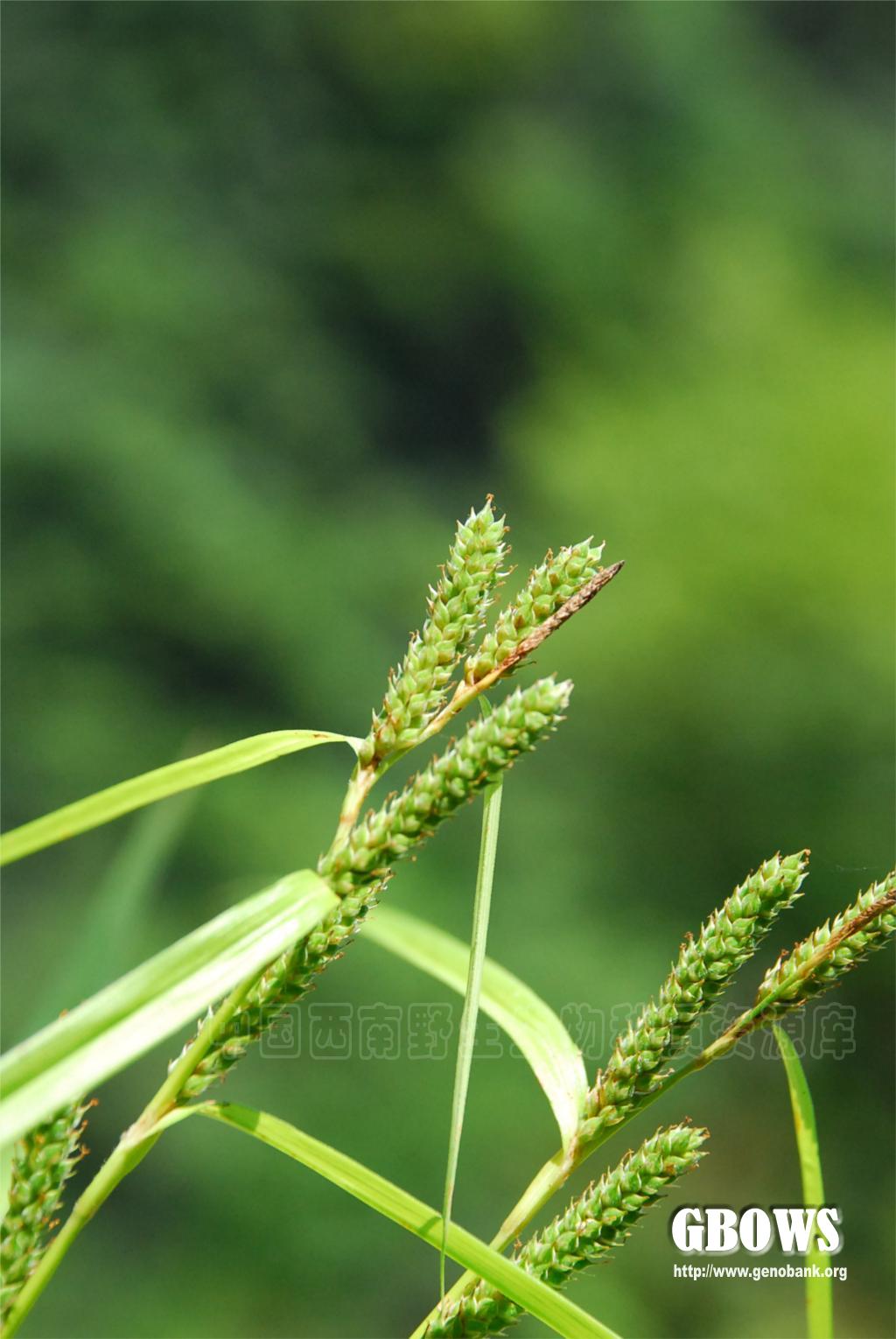 舌叶薹草carexligulatanees