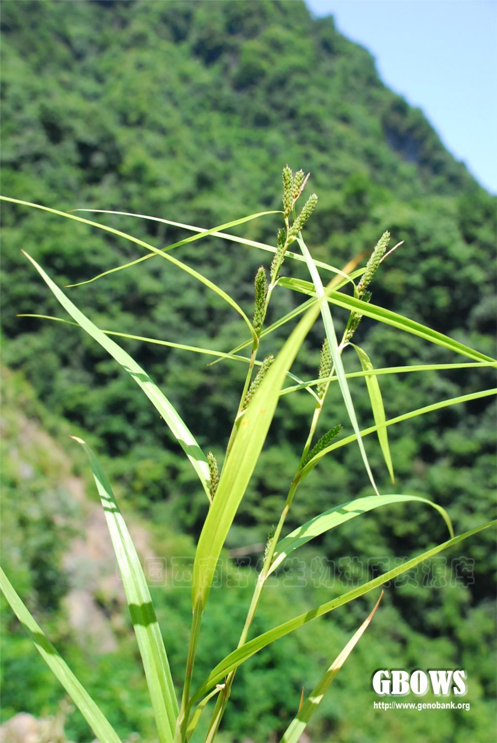 舌叶薹草carexligulatanees