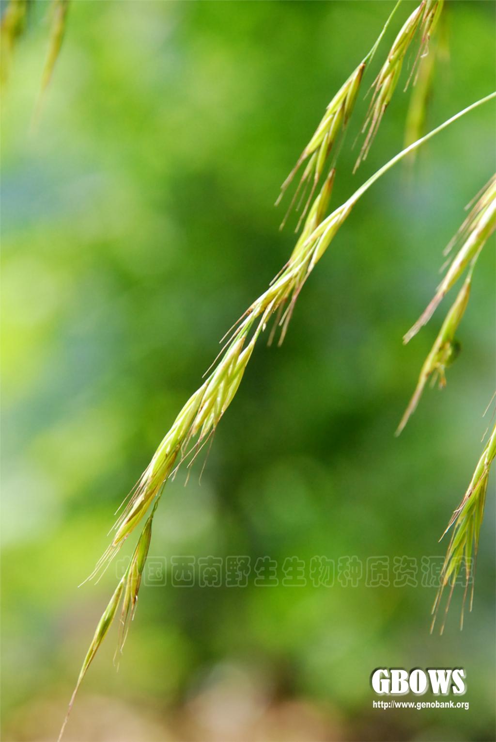 京芒草achnatherumpekinensehanceohwi