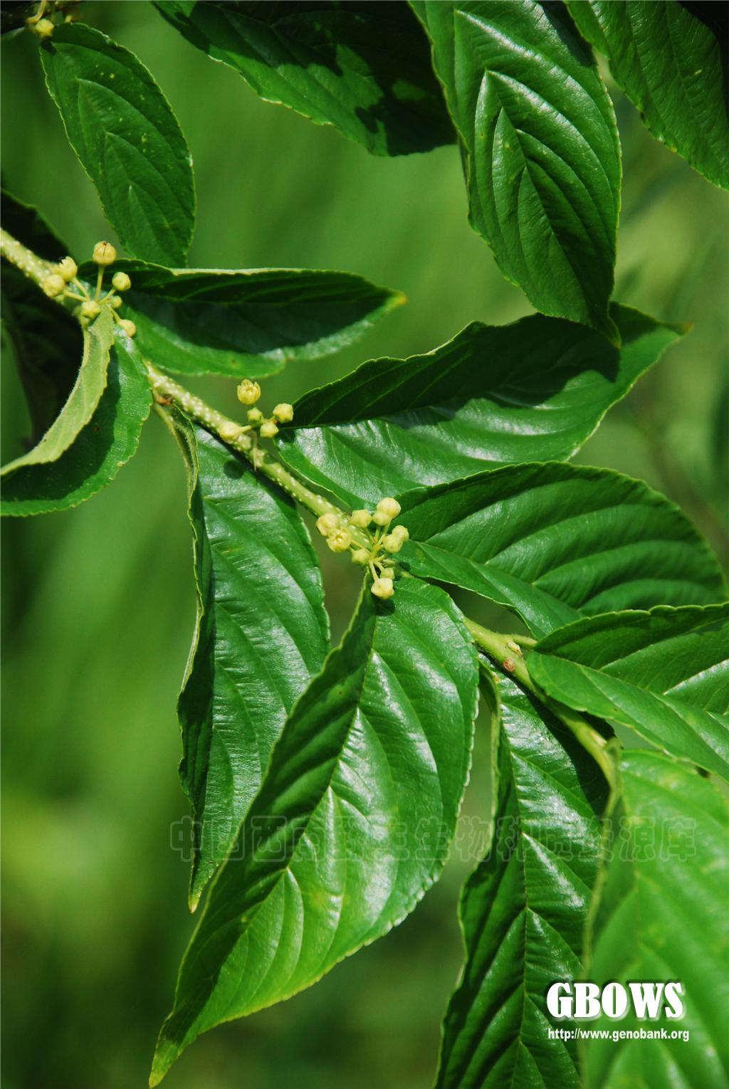 猫乳rhamnella franguloides (maxim.) weberb.