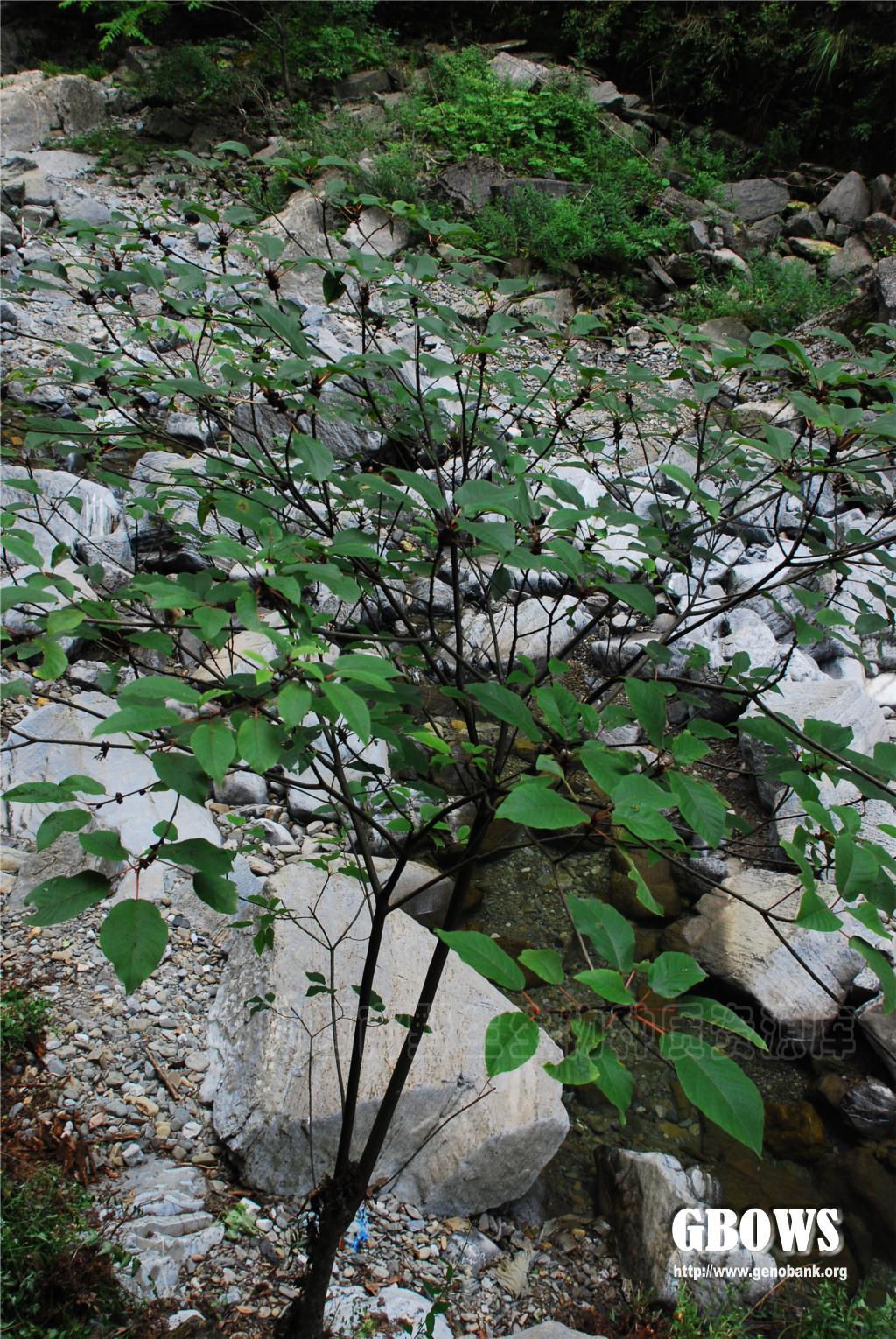 异叶榕 ficus heteromorpha hemsl.