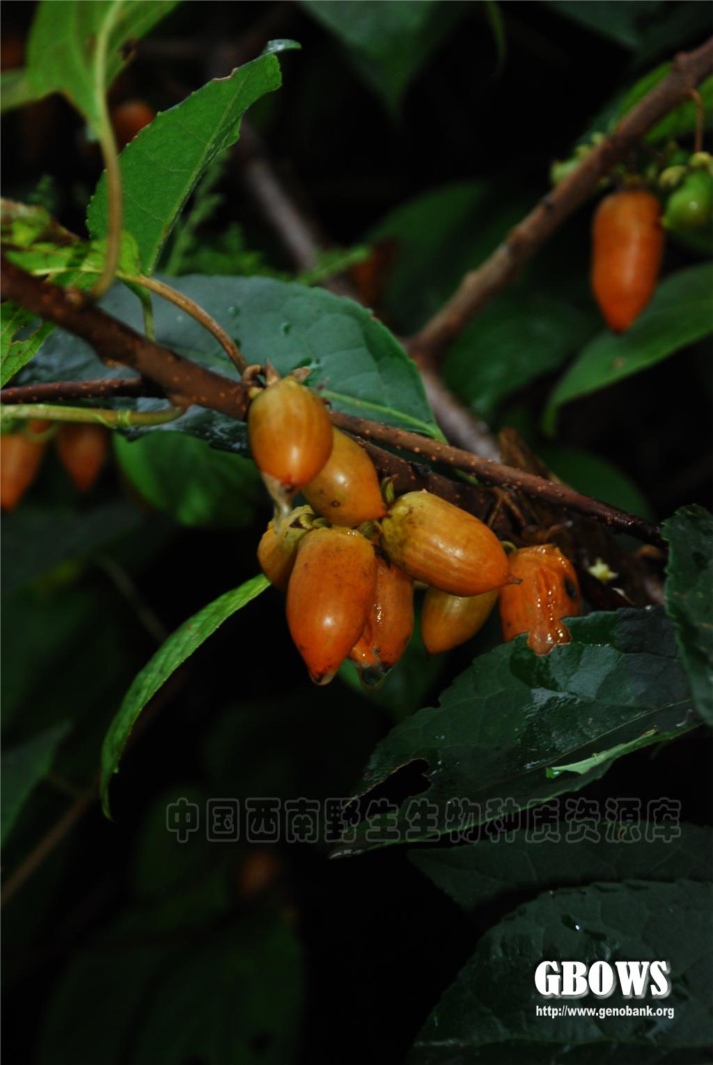 葛枣猕猴桃actinidiapolygamasieboldetzuccmaxim