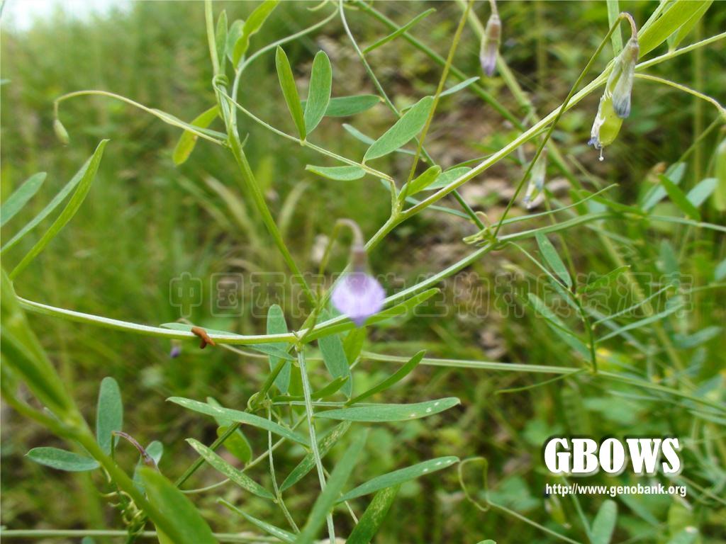 四籽野豌豆viciatetraspermalschreb