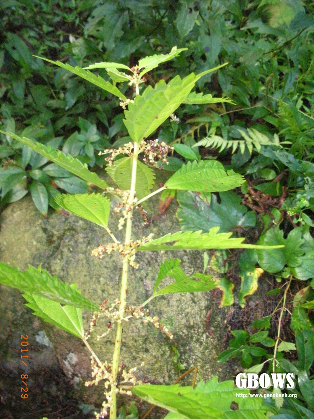 粗齿冷水花pileasinofasciatacjchen