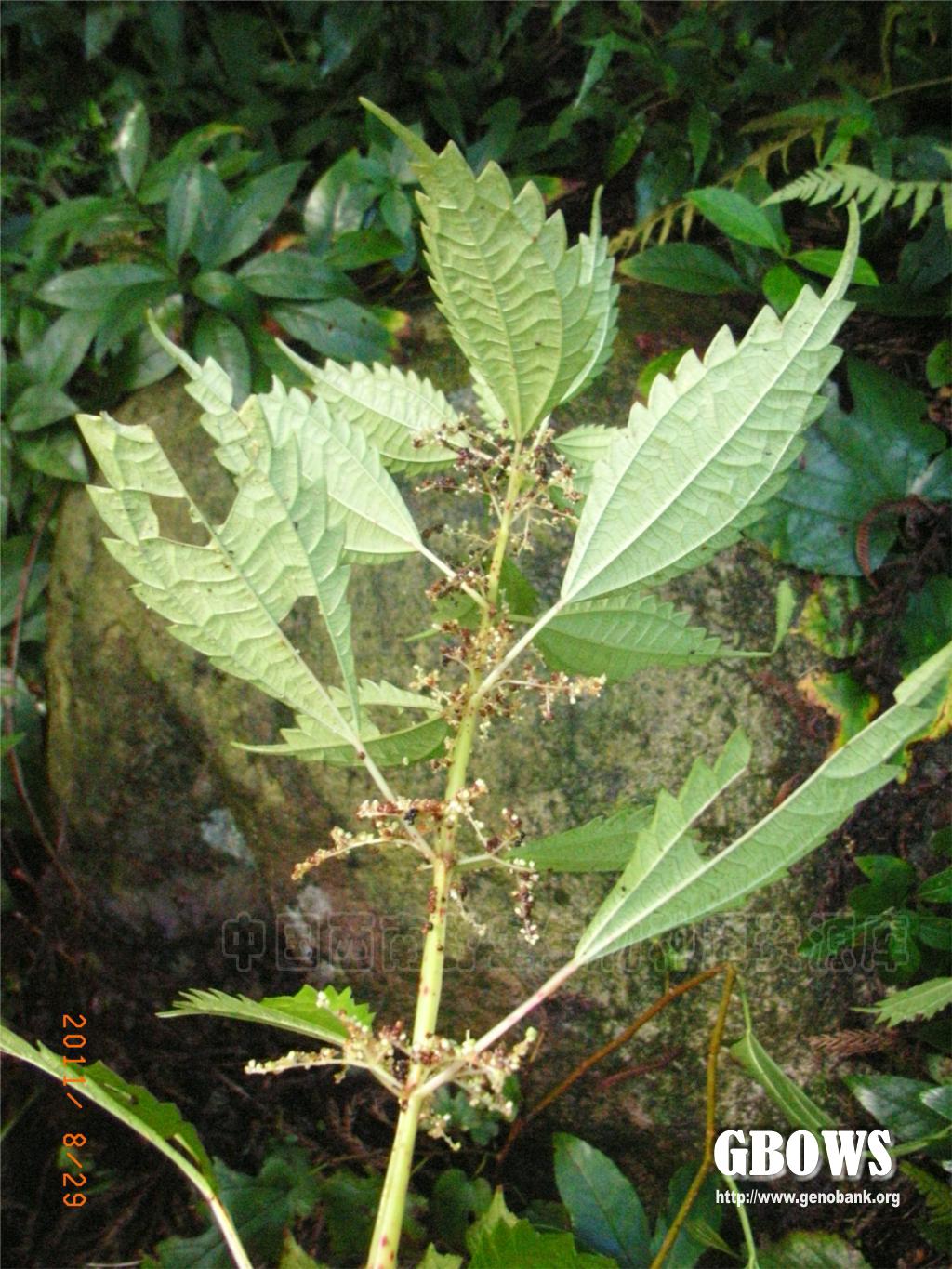 粗齿冷水花pileasinofasciatacjchen