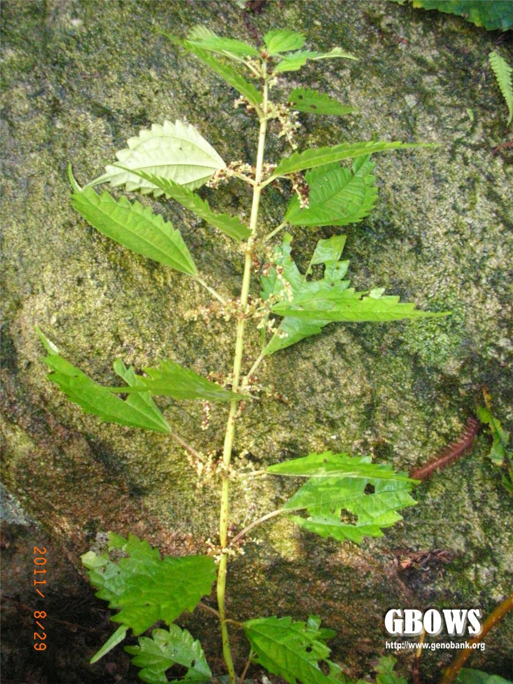 粗齿冷水花pileasinofasciatacjchen