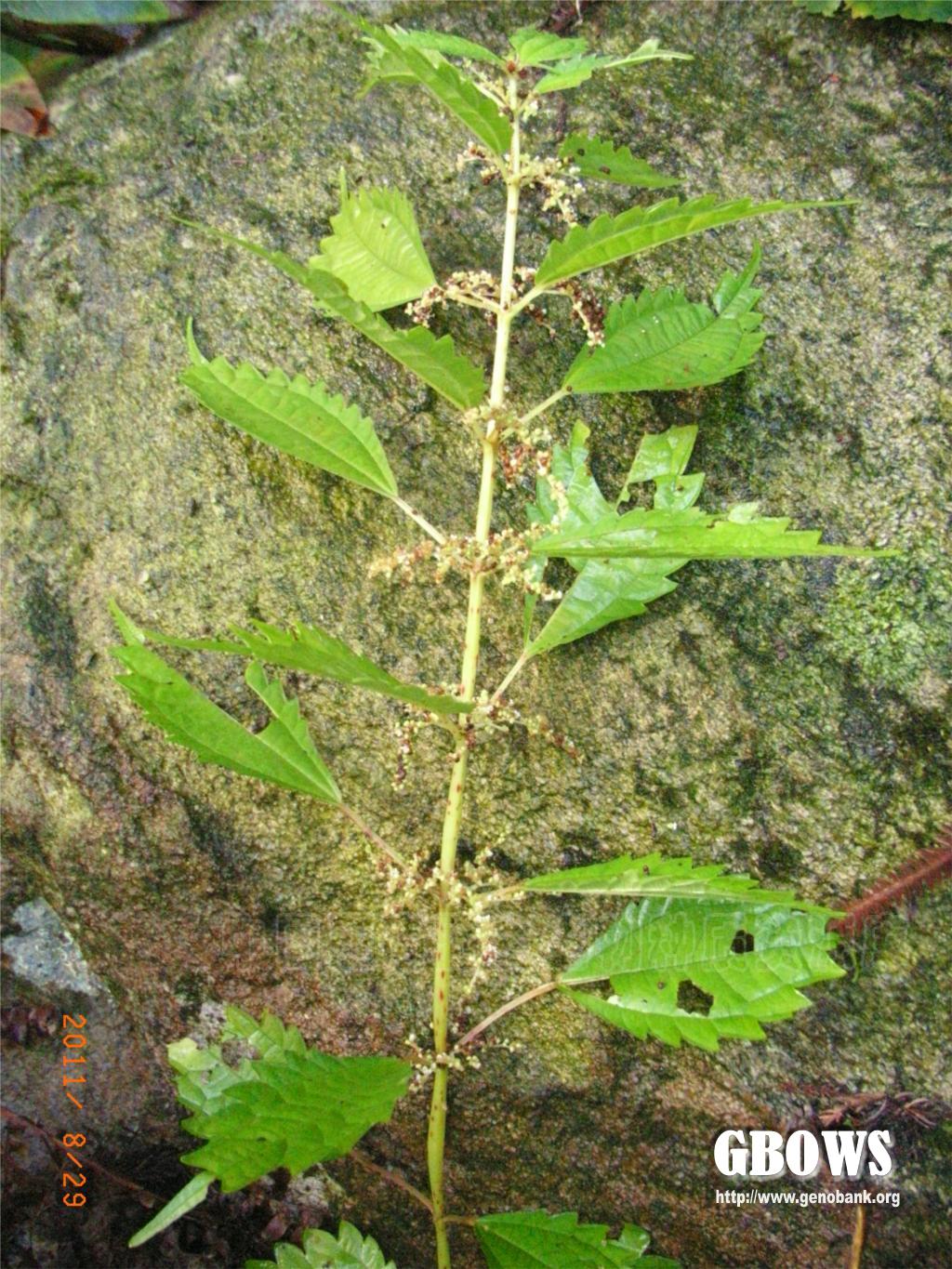 粗齿冷水花pileasinofasciatacjchen