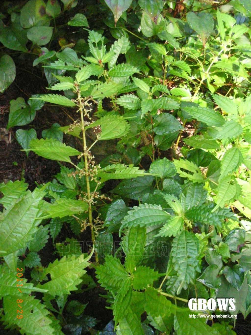 粗齿冷水花pileasinofasciatacjchen