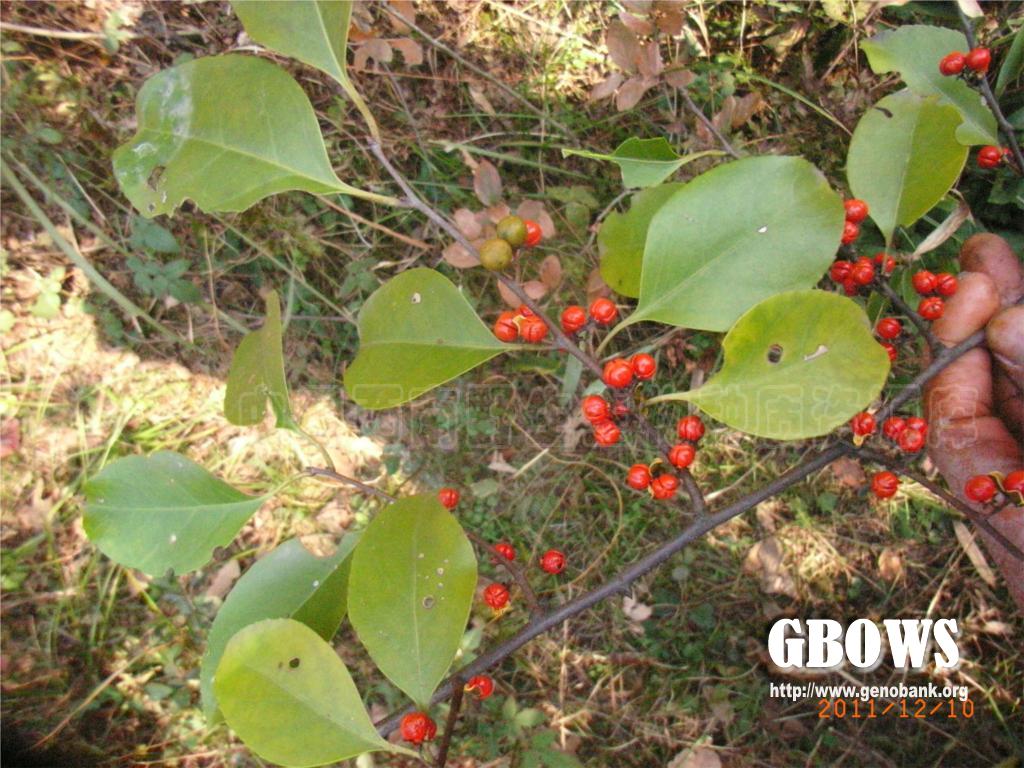 过山枫celastrusaculeatusmerr